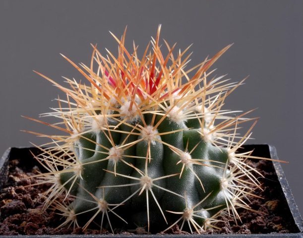 Ferocactus_lindsayi